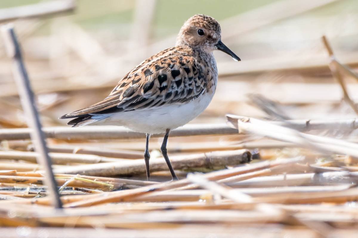 Кулик птица фото. Кулик-Воробей - Calidris minuta. Кулик Лопатень. Кулик-Лопатень фото. Кулик чернозобик птенец.