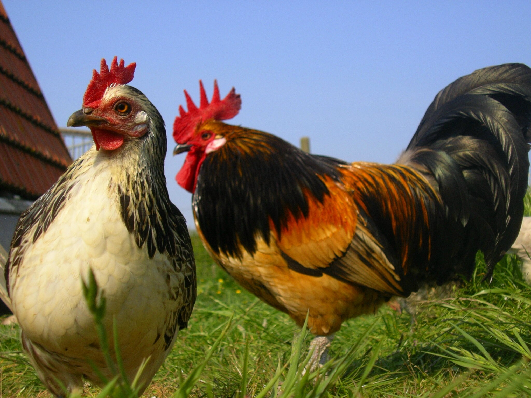 Видео про куриц. Шотландские Дампи куры. Куры Леггорн Триколор. Курица и петух. Куры с петухом.