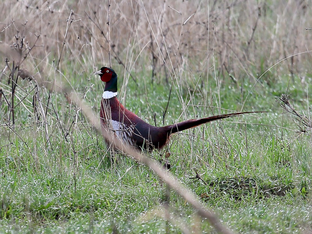 Семиреченский фазан. Непальский белохохлый фазан. Фазан черный. Ring necked Pheasant.