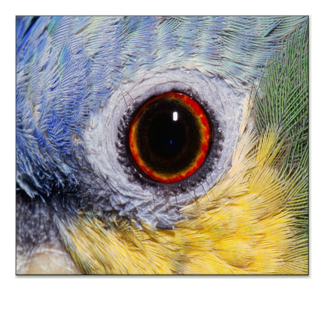 Цвет глаз птиц. Глаз птицы. Зрачки птиц. Строение глаза птицы. Глаз попугая.
