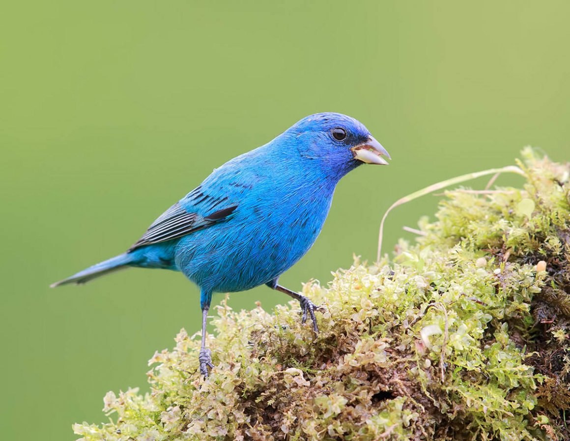 Птицы голубого цвета фото и названия