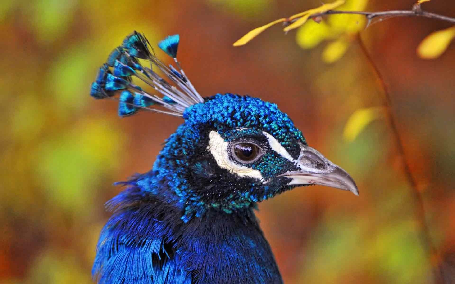 Какая птица имеет большие глаза. Птицы Тукан Павлин. Птица с синей головой. Птица с голубыми глазами.