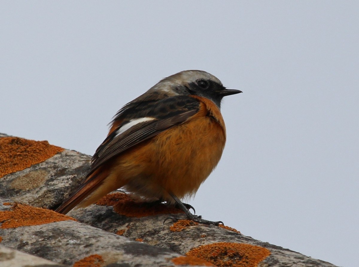 Птица с оранжевым хвостом