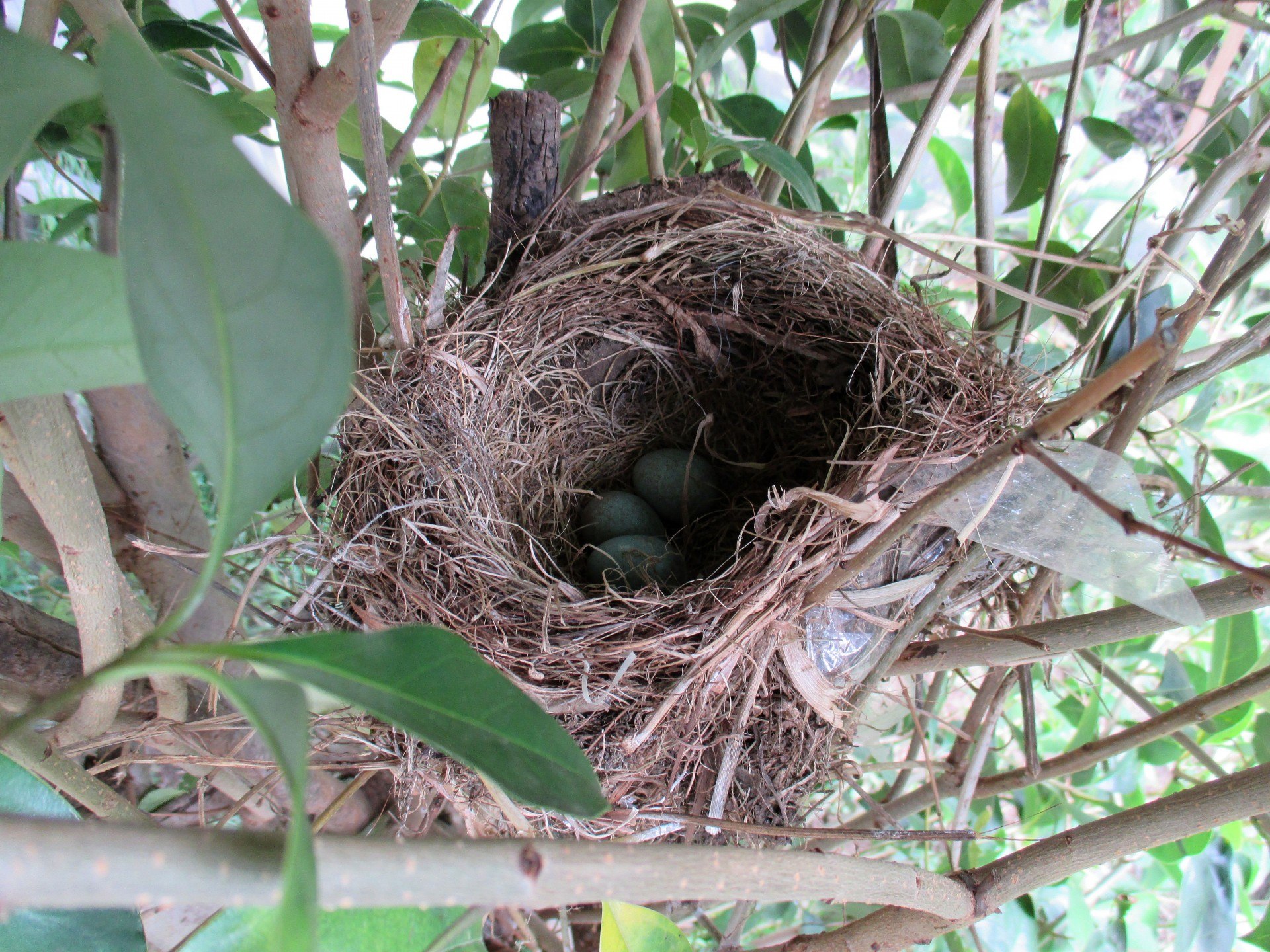 Гнездо рядом с домом. Шпорцевая Кукушка гнездо. Гнездо вьюрка. Гнездо гнездо зарянки. Гнездо для амадин.