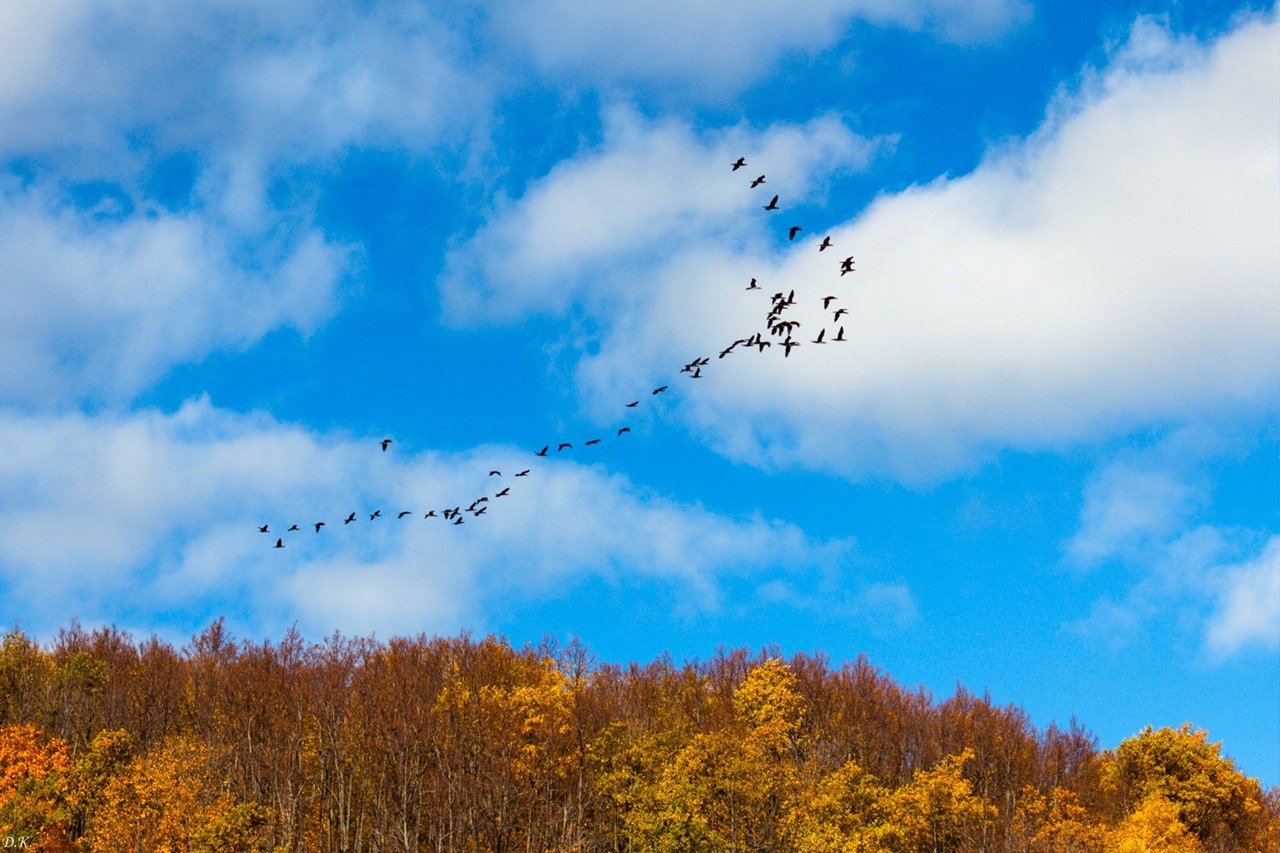 Летящие осенью журавли. Птицы улетают на Юг. Птицы осенью. Осень птицы улетают. Птицы улетают осенью.