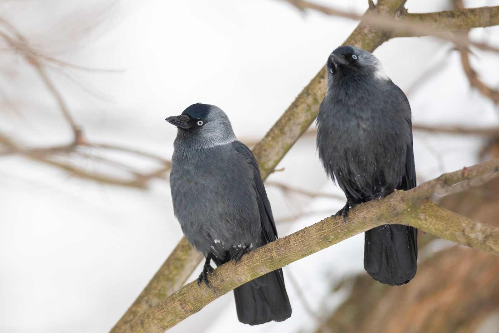 Галка 1. Альпийская Галка птица. Галка (Corvus monedula). Галка самец. Птенец галки.