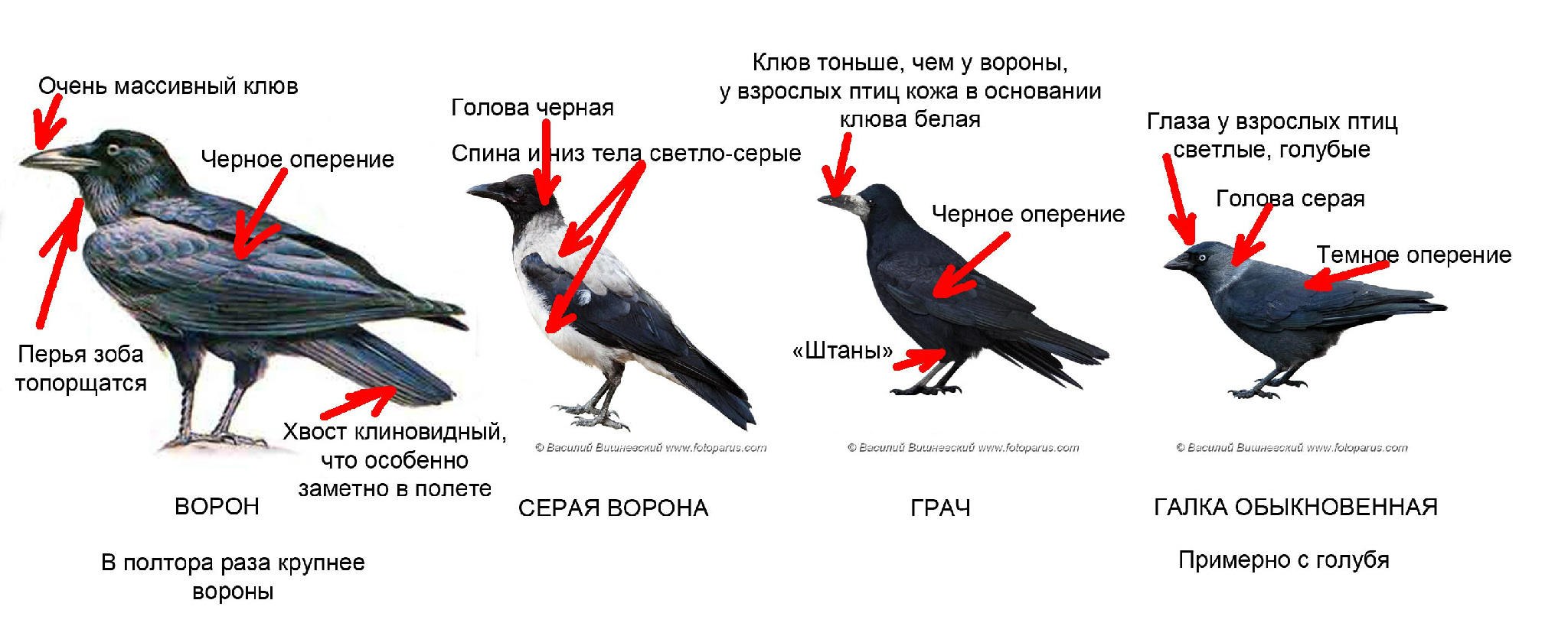 Ворон самец и самка отличия фото