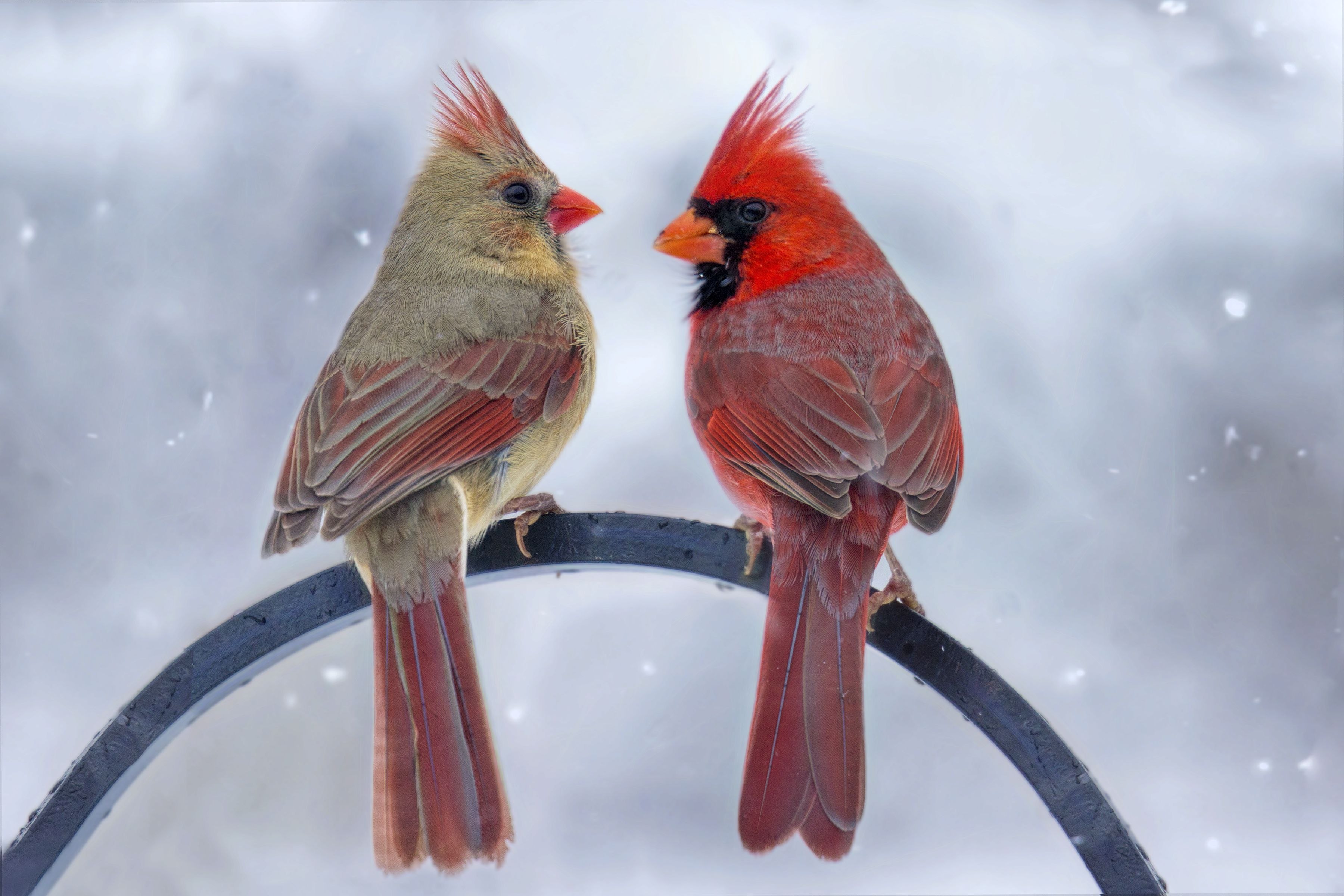Кардиналы птицы самец и самка