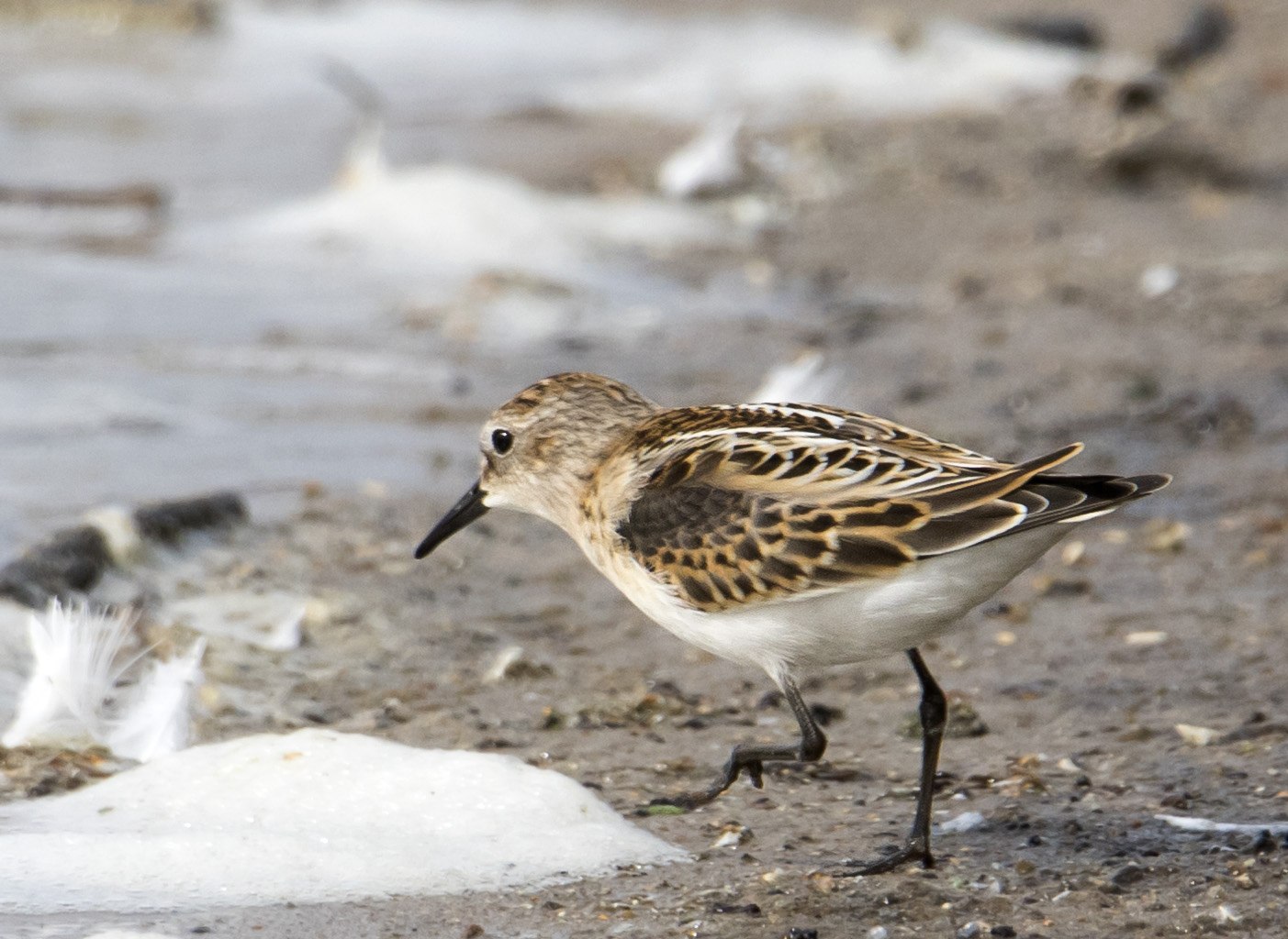 Кулик птица фото. Кулик-Воробей - Calidris minuta. Воробьиный Кулик. Кулик теркуша. Кулик Полярный.