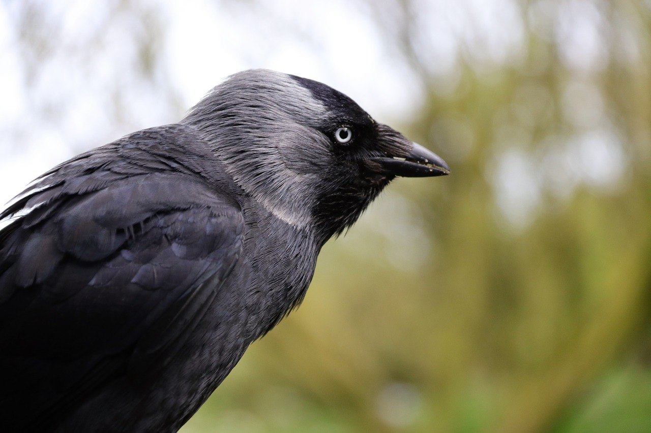 Галка черная птица