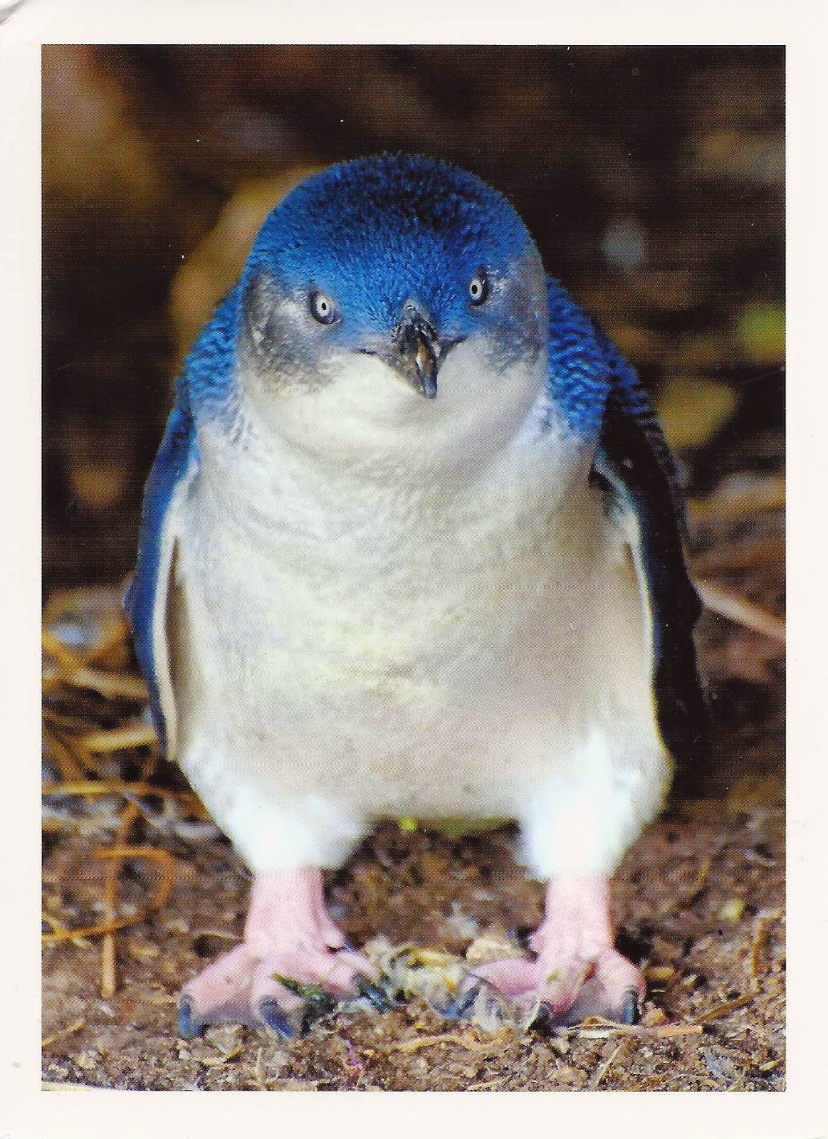 Синий пингвин (68 фото) - красивые фото и картинки pofoto.club