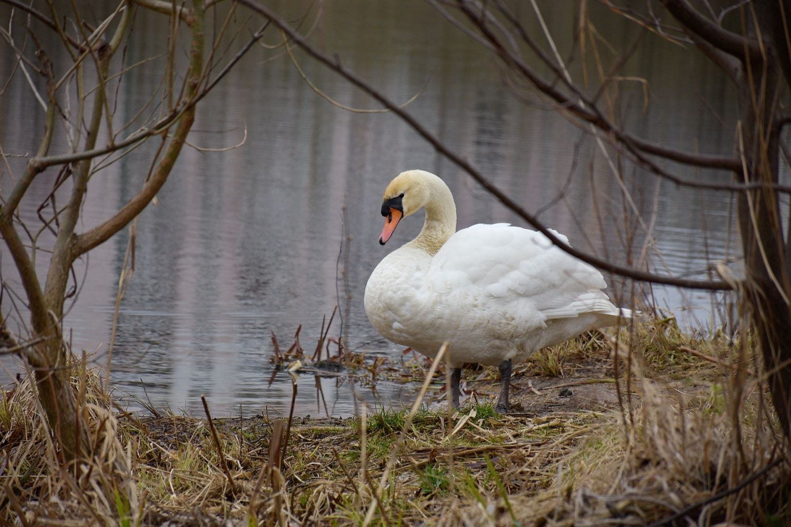 Белый лебедь Соликамск. Белый лебедь на пруду. Белый лебедь на пруду фото. Гнездо для лебедей на пруду. Слушать белый лебедь волгоградская