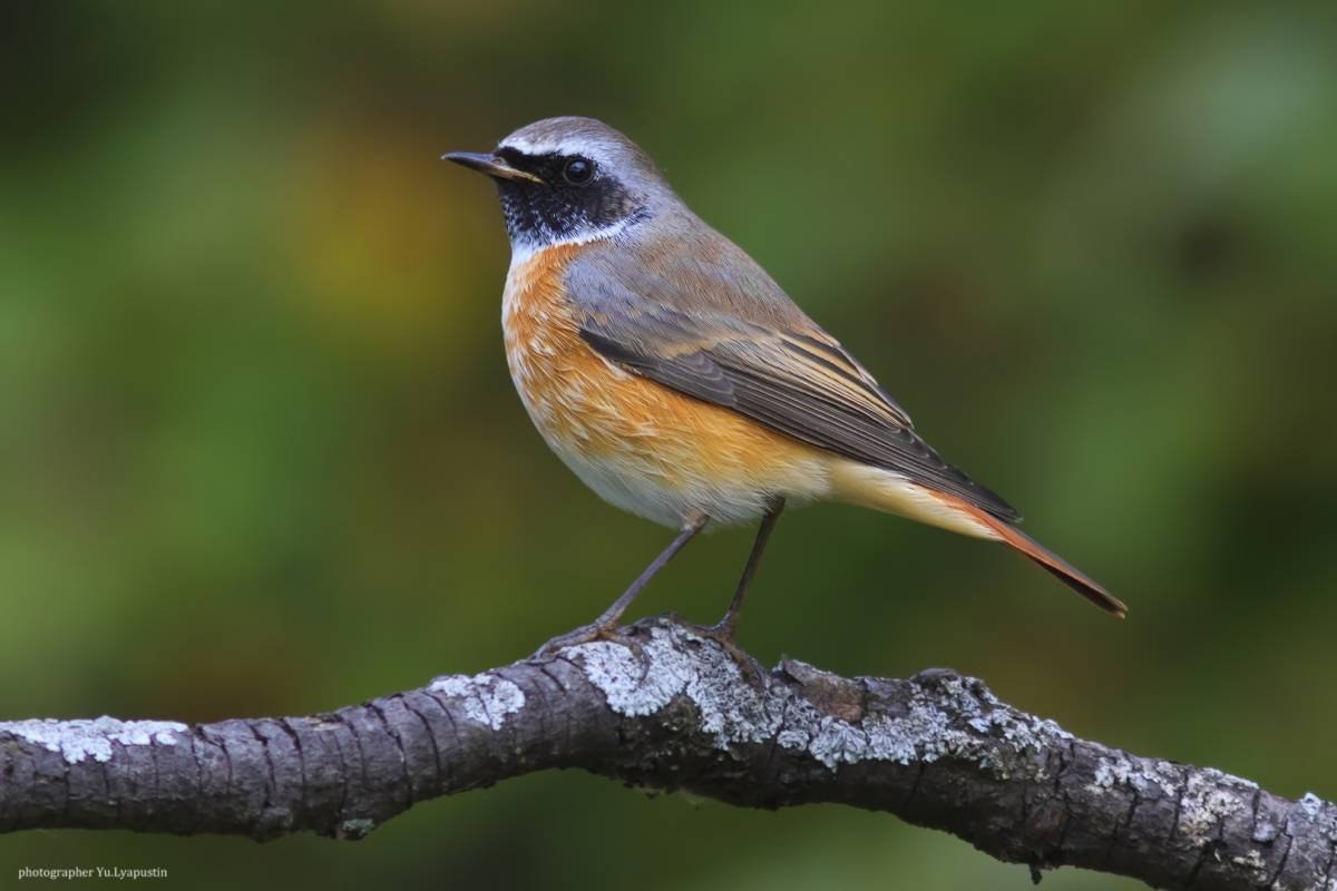 Птицы забайкальского края фото и описание с оранжевой грудкой