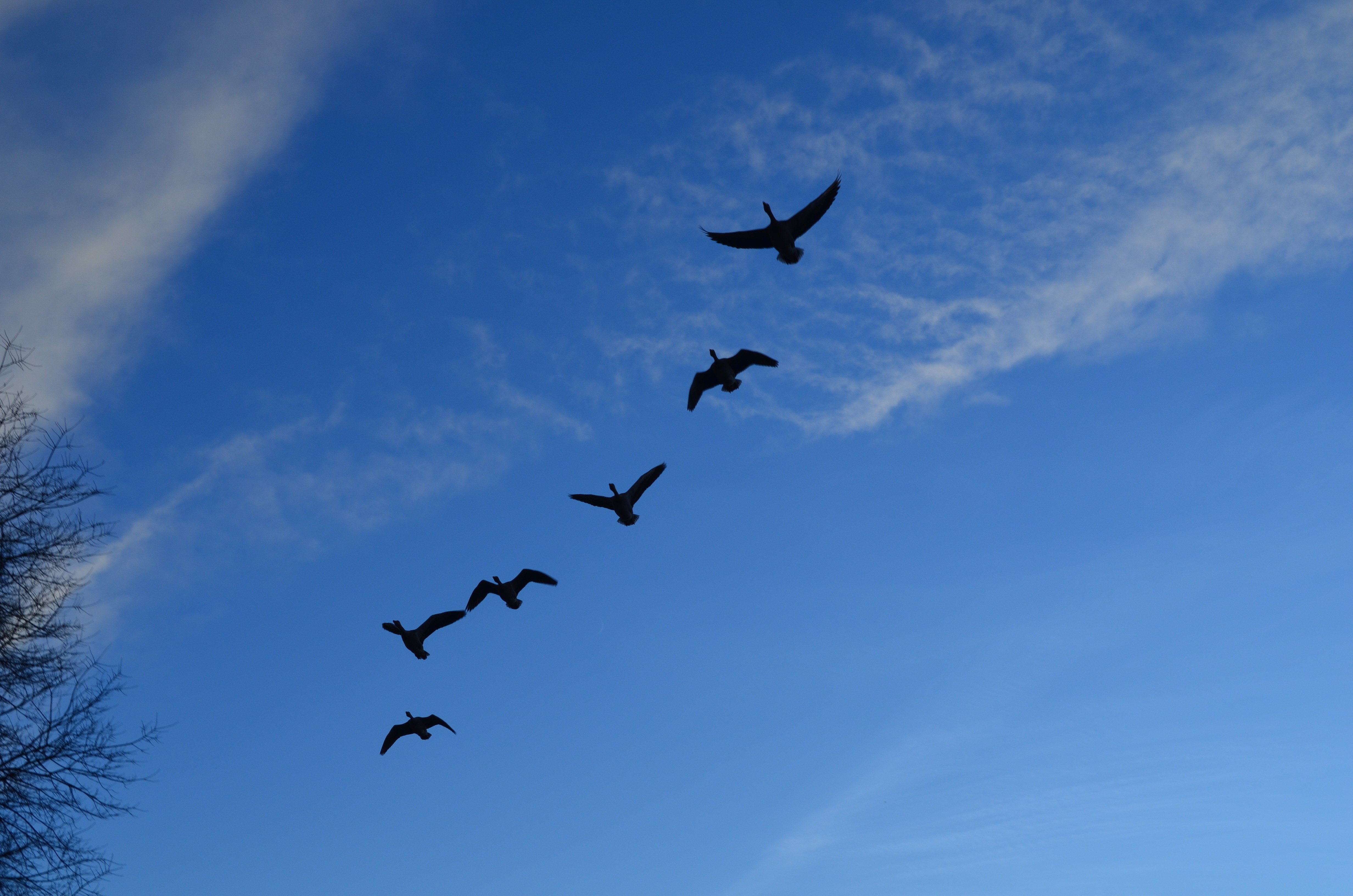 Песня птицы в небесах летают. Птицы в небе. Птицы улетают. Стая птиц в небе. Журавль в небе.