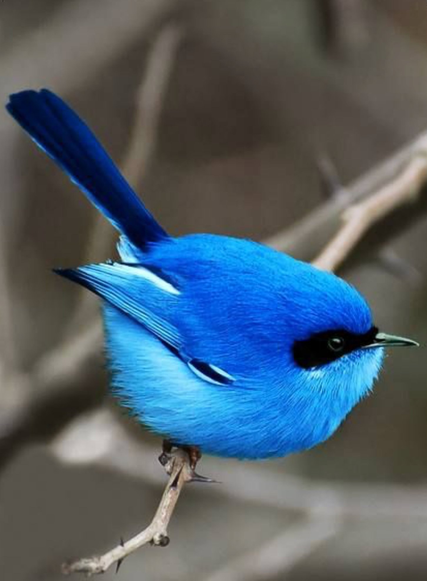 Самое голубое. Голубой крапивник. Синяя птица. Синяя птичка. Птица цвета ультрамарин.