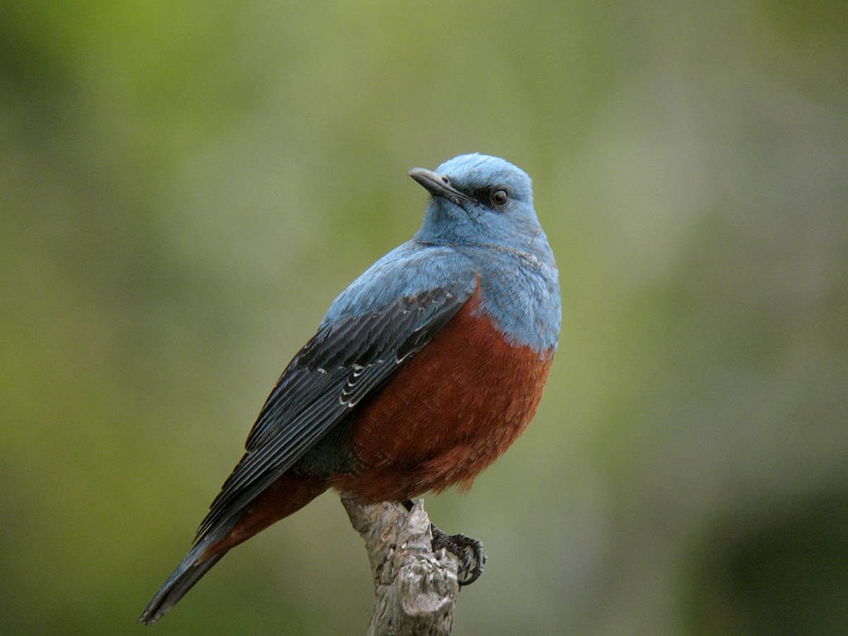Синяя птица с коричневой грудкой фото и название