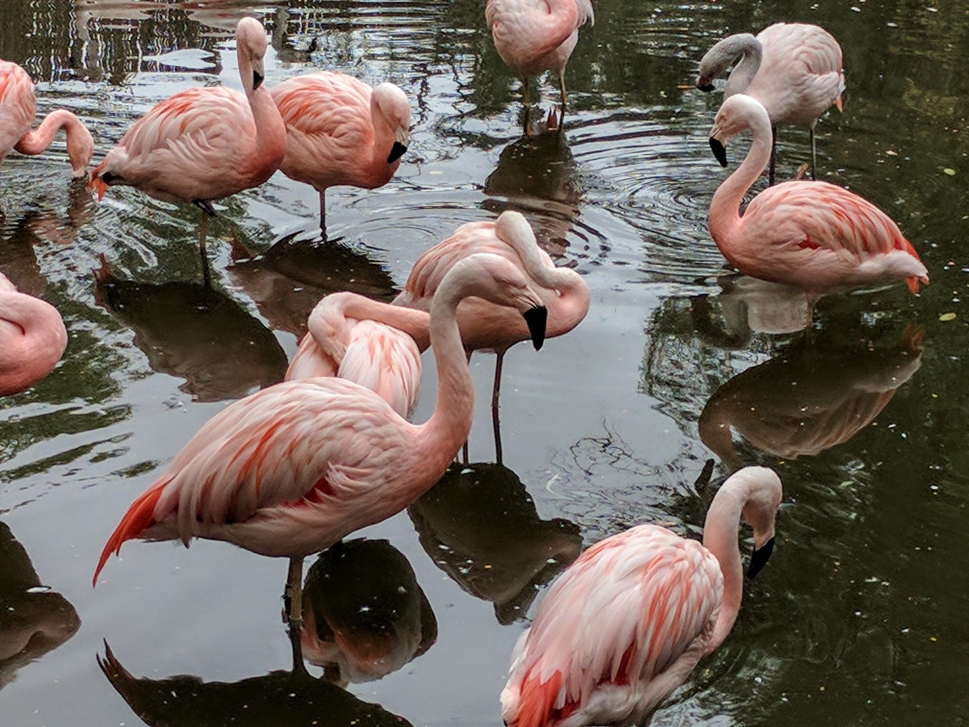 Фламинго интересная. Падальщик Фламинго. Дивайн розовые Фламинго. Фламинго НСО. 9907 Розовый Фламинго.