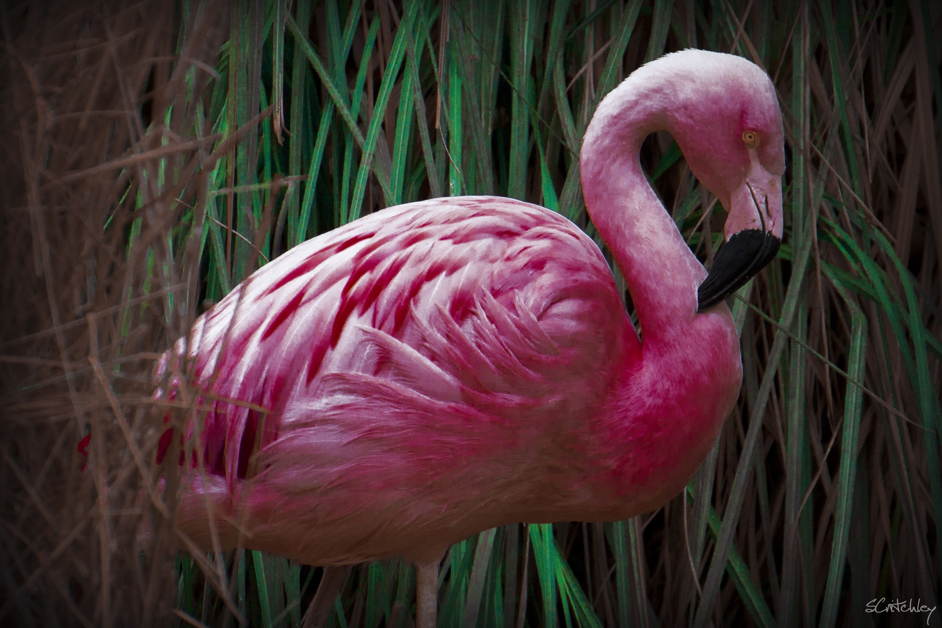 Какое животное розовое. Фламинго падальщики. Розовый Фламинго. Обыкновенный Фламинго. Гнездо Фламинго.
