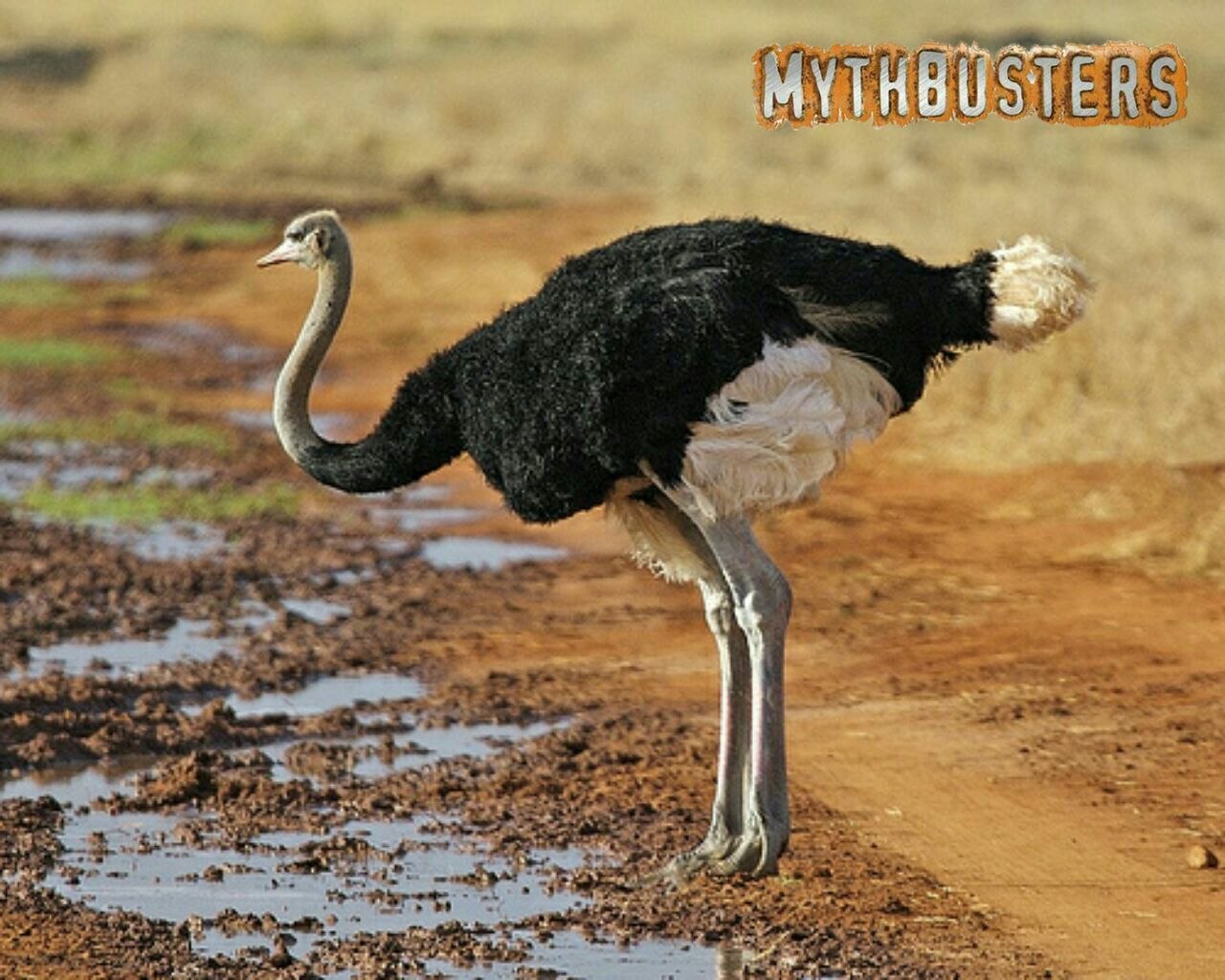 Самая крупная птица 5. Африканский страус. Острич страус. Черный Африканский страус. Struthio Camelus massaicus.