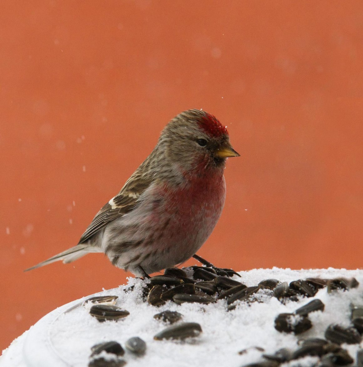 Птица с красной грудкой но не снегирь похожа на воробья фото и названия