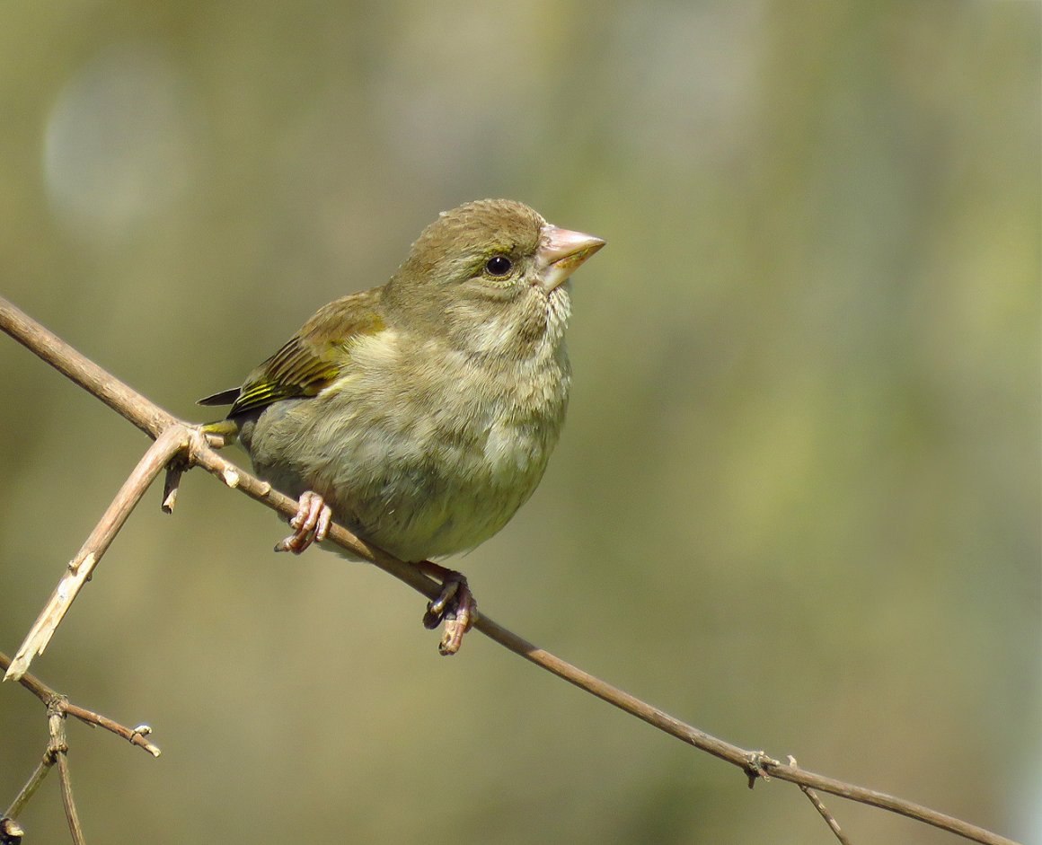 Зеленые птички похожие на воробья фото и названия