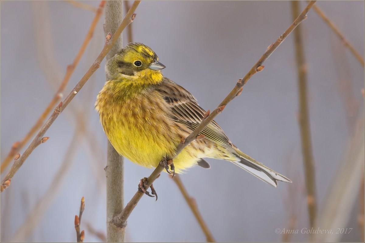 Желтая птица похожая на воробья