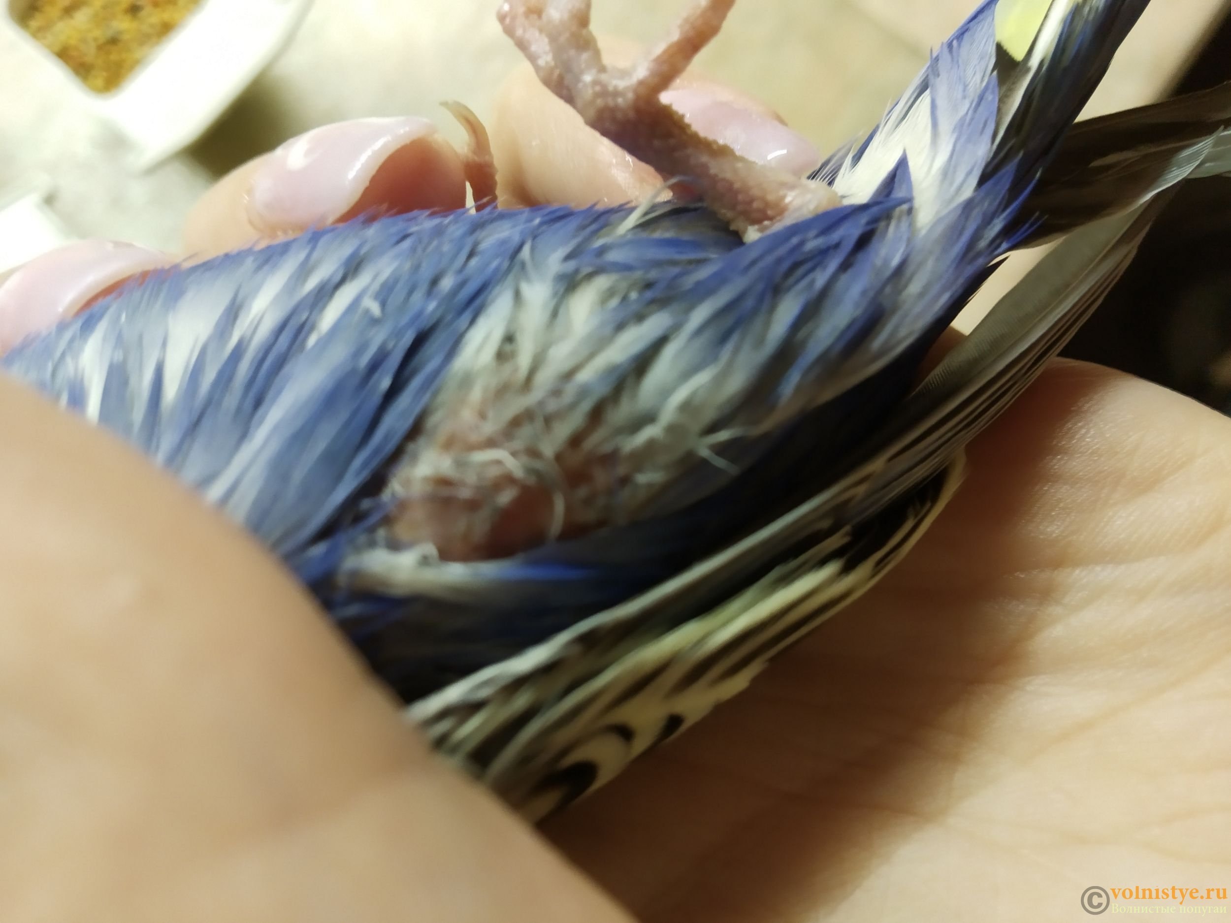 Очинный клещ у волнистого попугая фото