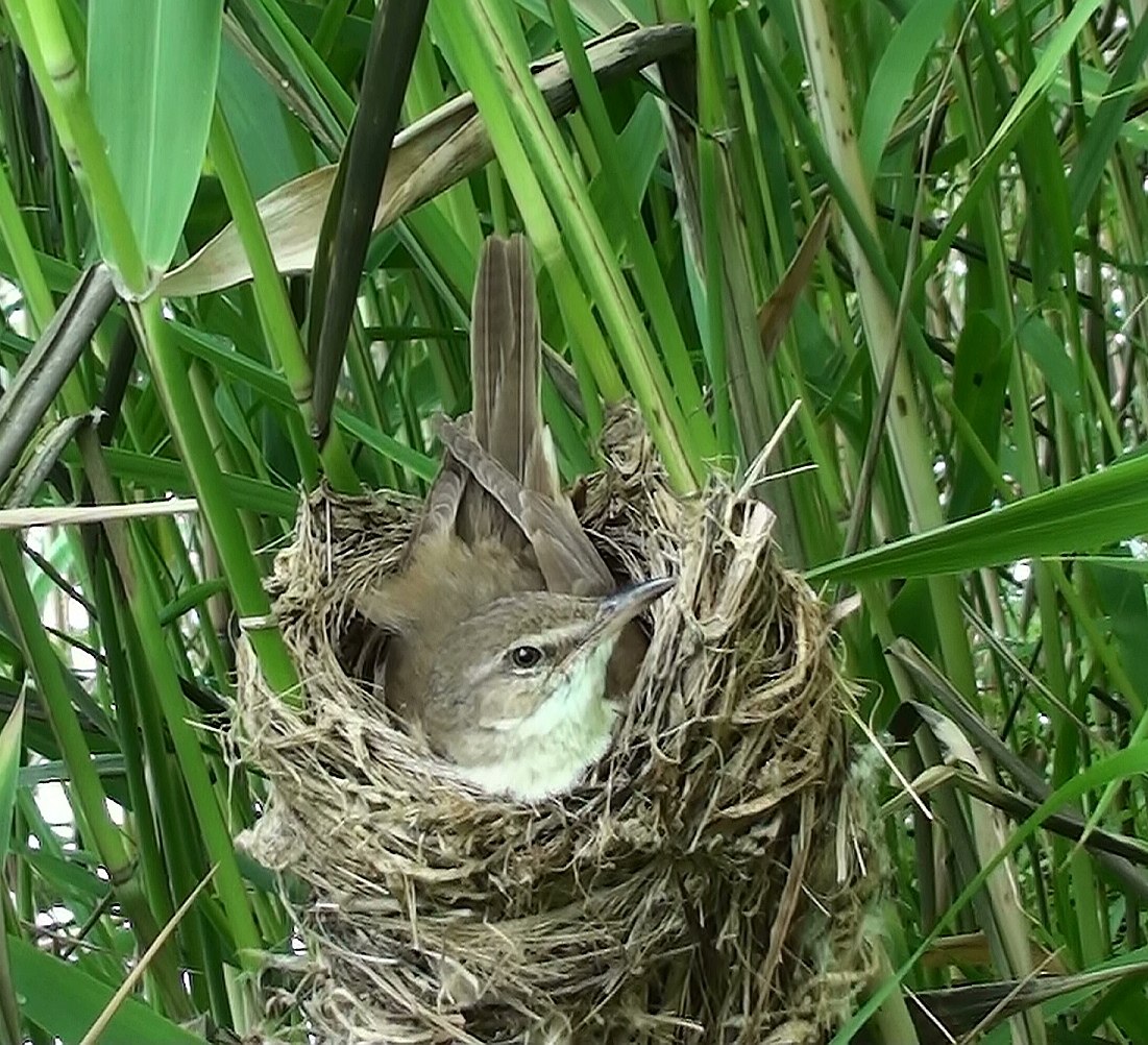 Дроздовидная камышевка гнездо