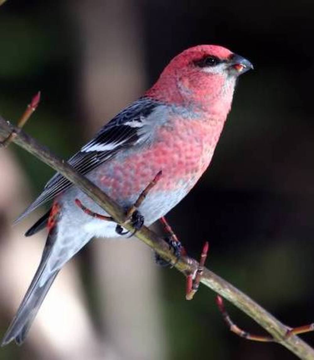 Серо розовая птичка. Красногрудый дубоносовый Кардинал. Птичка Клест. Птица с красным хвостом. Птица с красными крыльями.