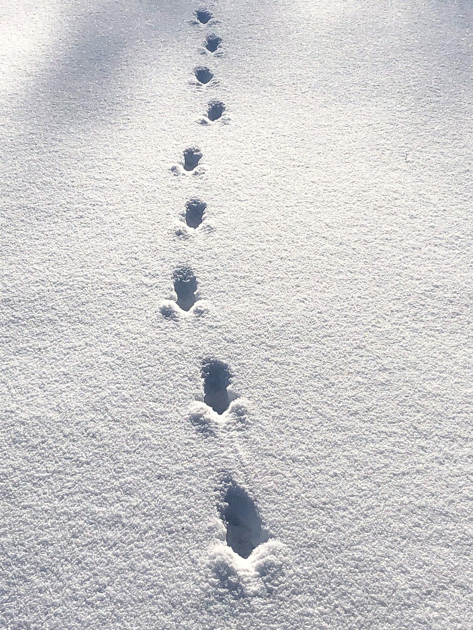 Зверя по следам слушать. Кошачьи следы на снегу. Следы кошки на снегу. Следы на снегу картинки. Медвежьи следы на снегу.