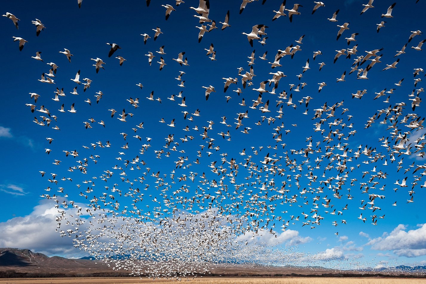 Фото летящих птиц: как фотографировать красиво