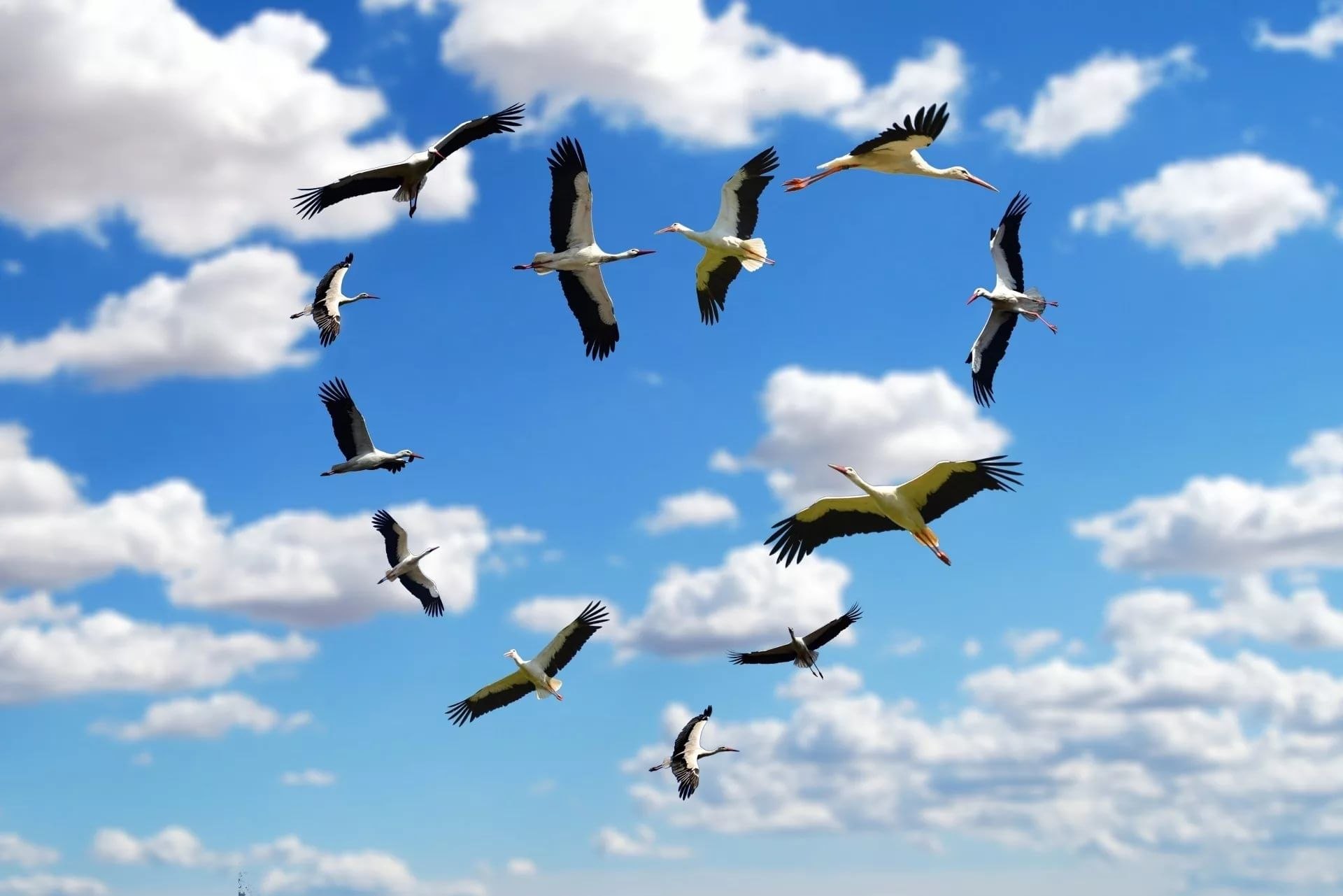 Летящих птиц в хорошем качестве - картинки и фото биржевые-записки.рф