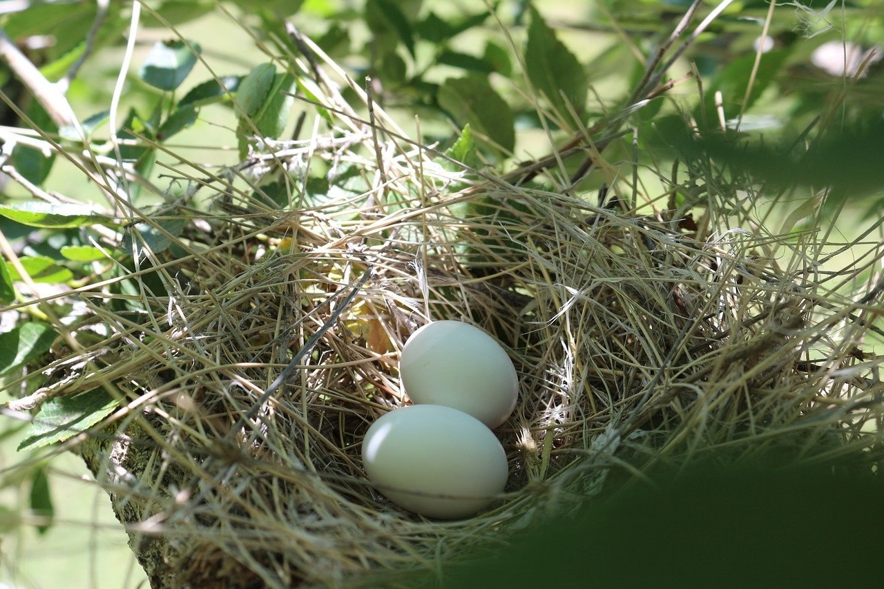Какой гнезде в жизни. Птичьи яйца. Птичье гнездо. Яйца диких птиц. Яйца лесных птиц.