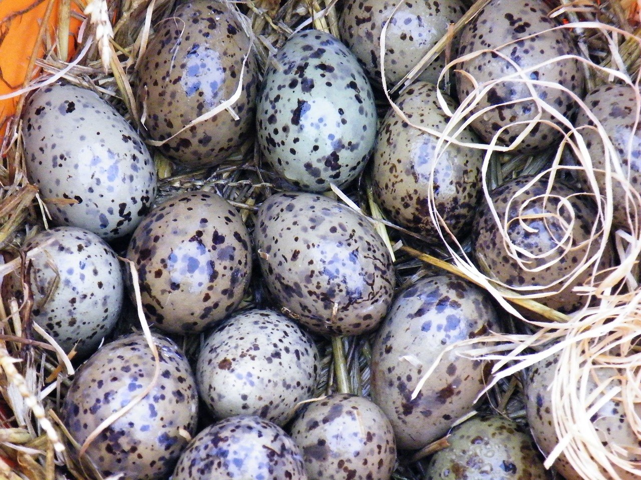 Пестрые яйца. Гнезда тинаму. Яйца птиц. Яйца диких птиц. Пятнистые птичьи яйца.