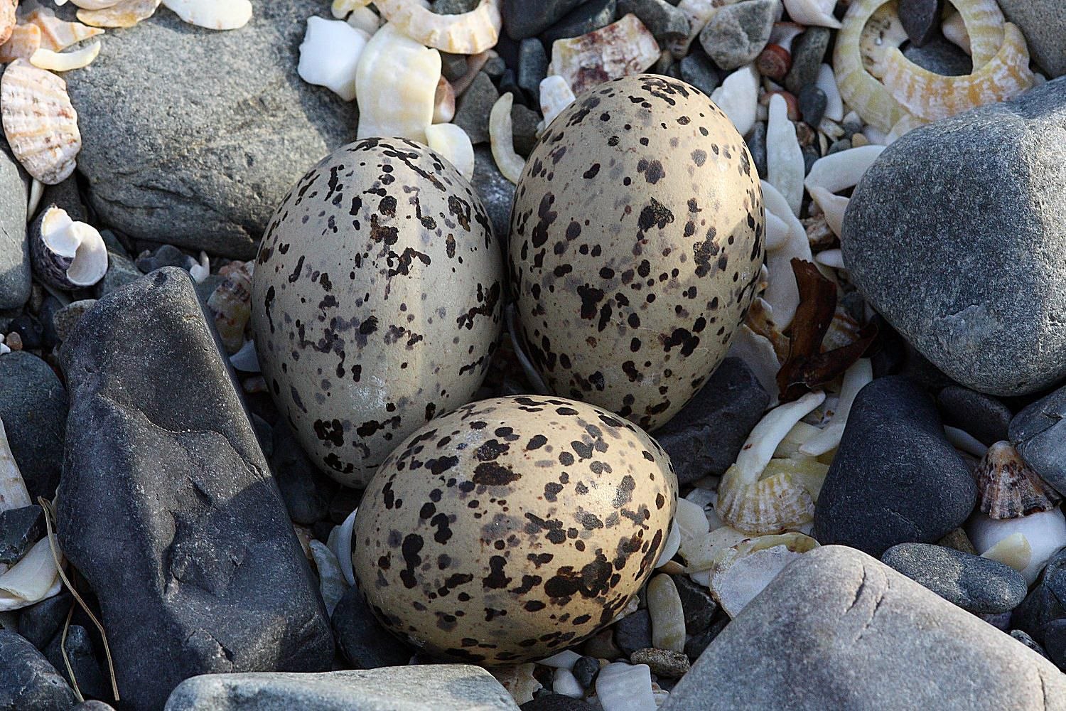 Яйца птиц покрыты
