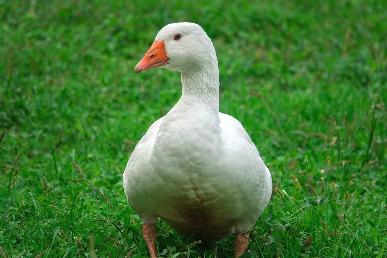 Goose photo. Адлерские белые гуси. Гусь белый домашний. Гуси белые домашние. Белый гуль.