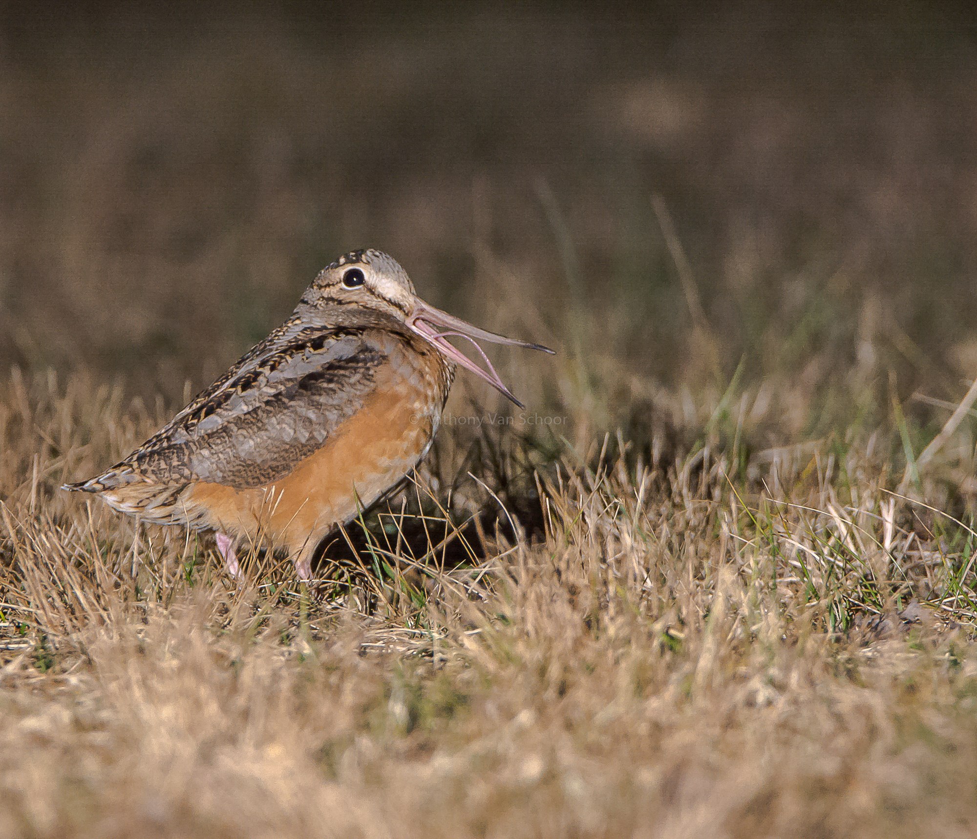 Woodcock. Американский вальдшнеп. Американский вальдшнеп птица. Шотландский вальдшнеп. Фото американский вальдшнеп.