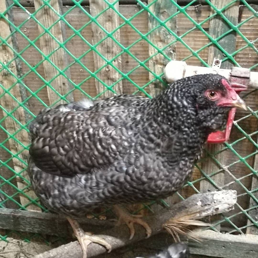 Фото кур несущих голубые яйца. Куры несущие голубые яйца порода. Курица несущая зеленые яйца. Порода кур несущая зеленые яйца. Курица с зелеными яйцами.