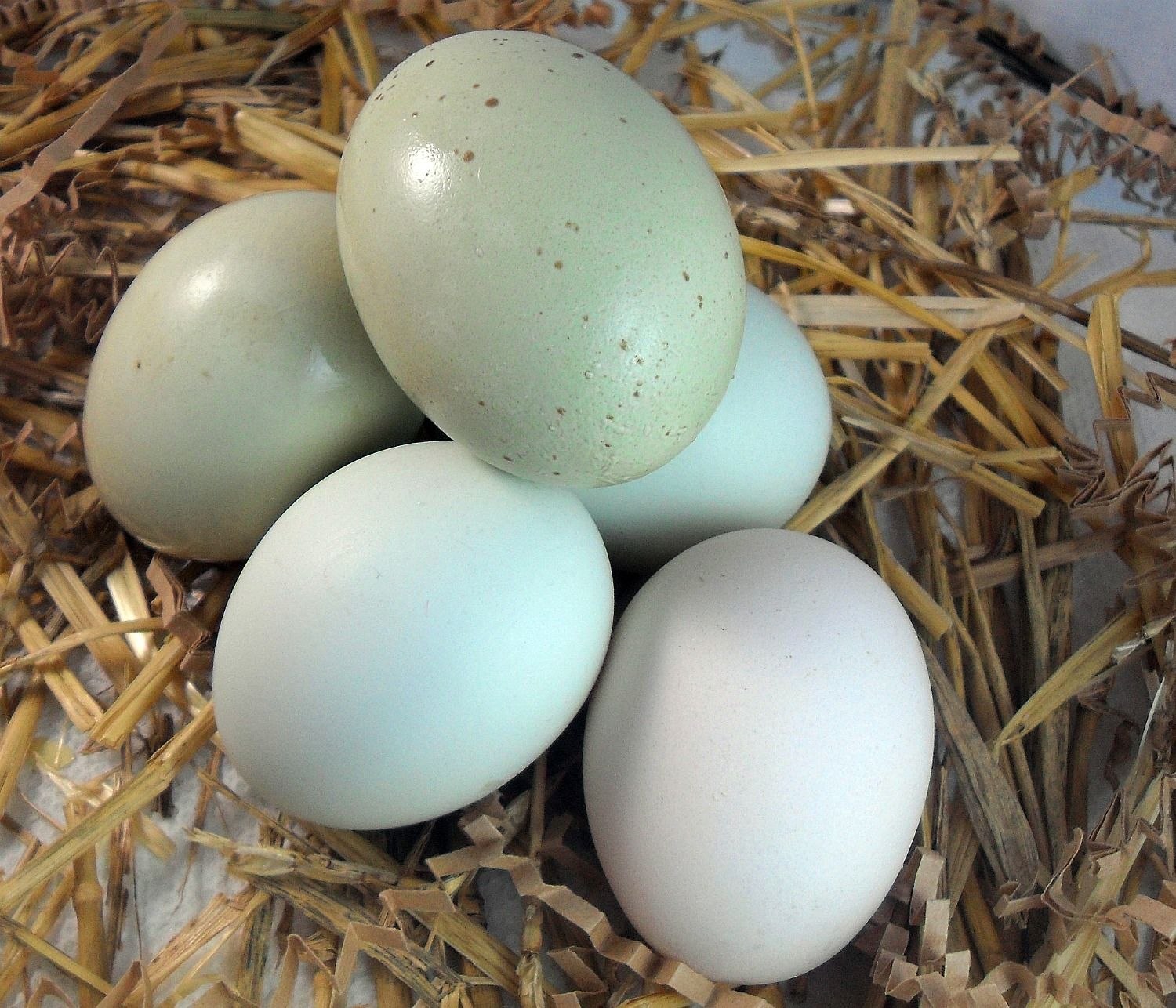 грюнлегер куры фото яйца