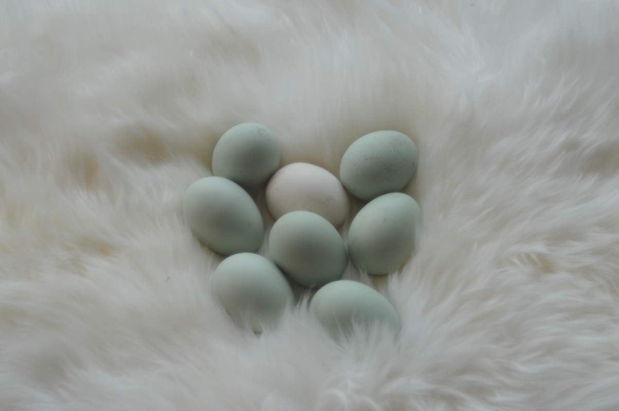 Почему яйца серые. Куры Араукана яйца. Куры породы Араукана яйца. Зеленые яйца Араукана. Серо зеленые яйца.