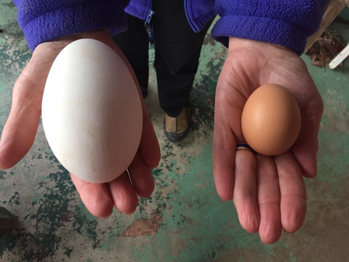 Размер куриного и гусиного яйца