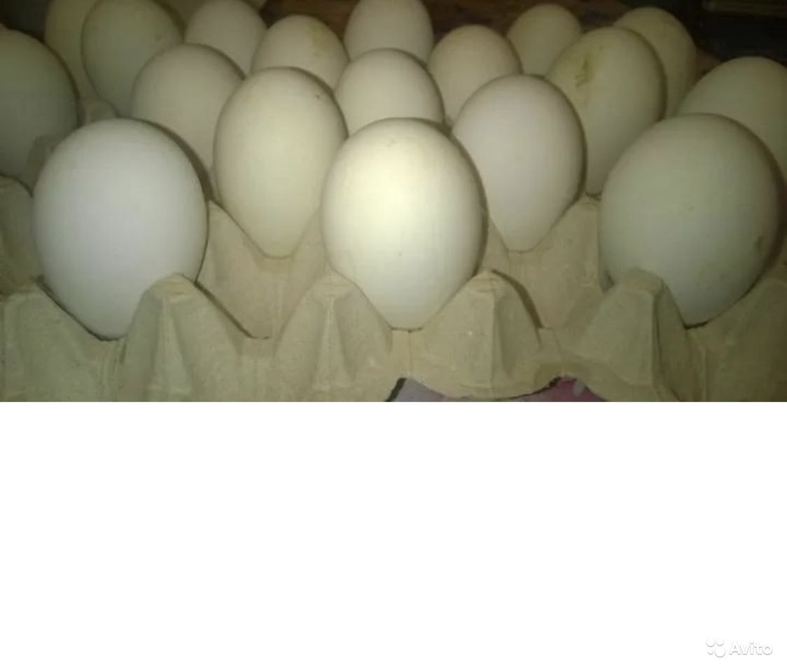 Купить инкубационное яйцо в свердловской области. Гусиные яйца. Поставки инкубационного яйца.
