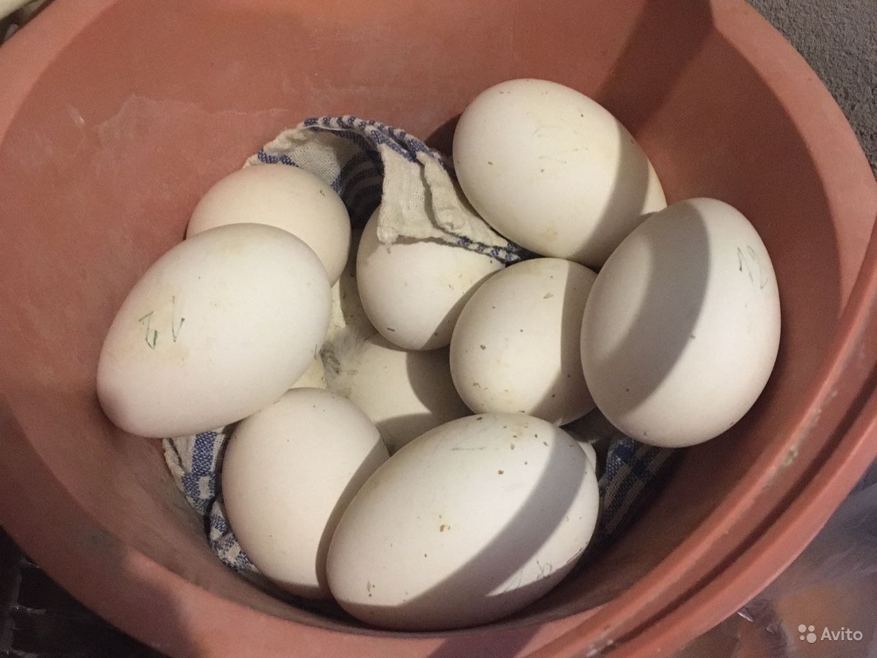 Гусиные яйца. Размер гусиного яйца. Гусиные яйца купить. Яйца гусиные купить в Кемерово. Где купить гусиные яйца