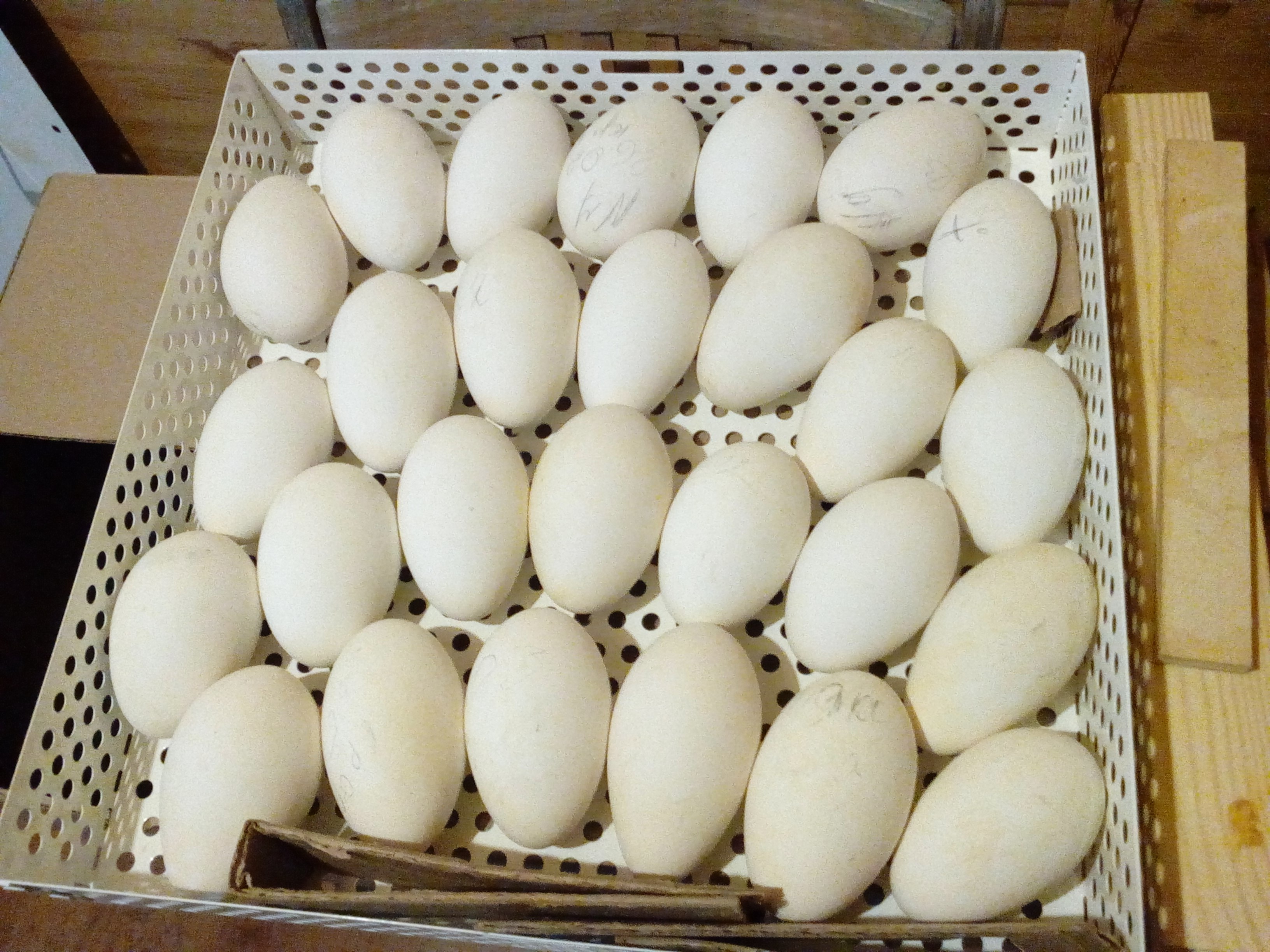 Гусиные яйца едят. Гусиные яйца. Яйца гуся. Гусиные яйца готовые. Имитация гусиных яиц.