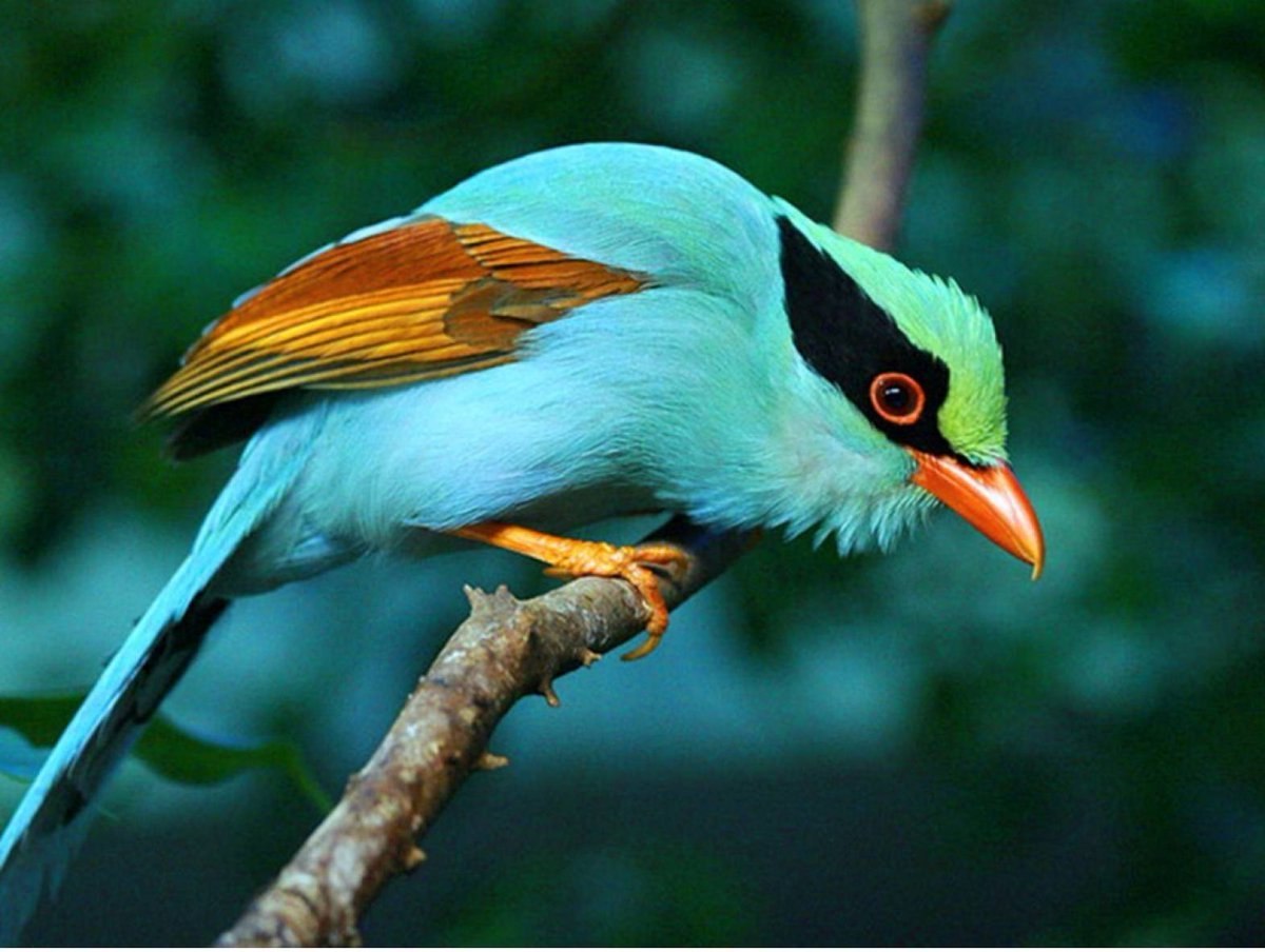 Яркие экзотические птицы