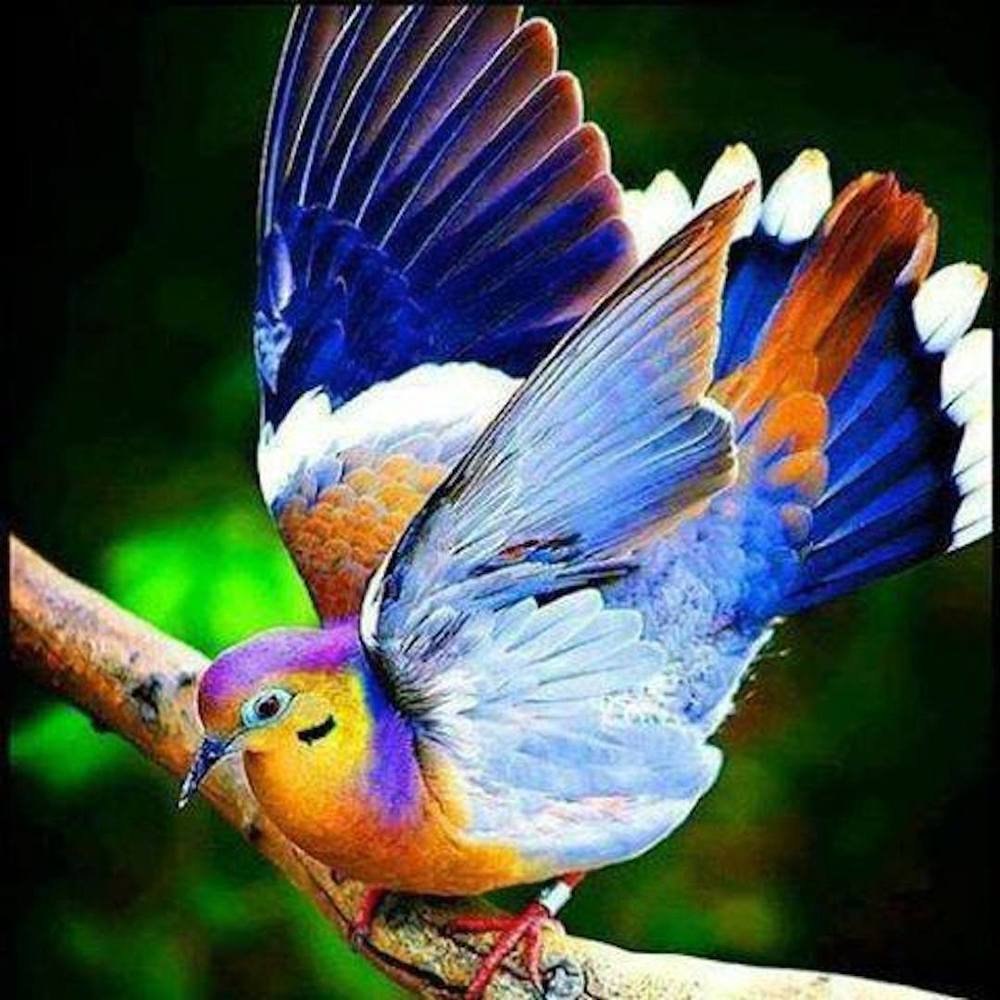 Самые прекрасные птицы. Яркие птицы. Разноцветные птицы. Самые красивые птицы.