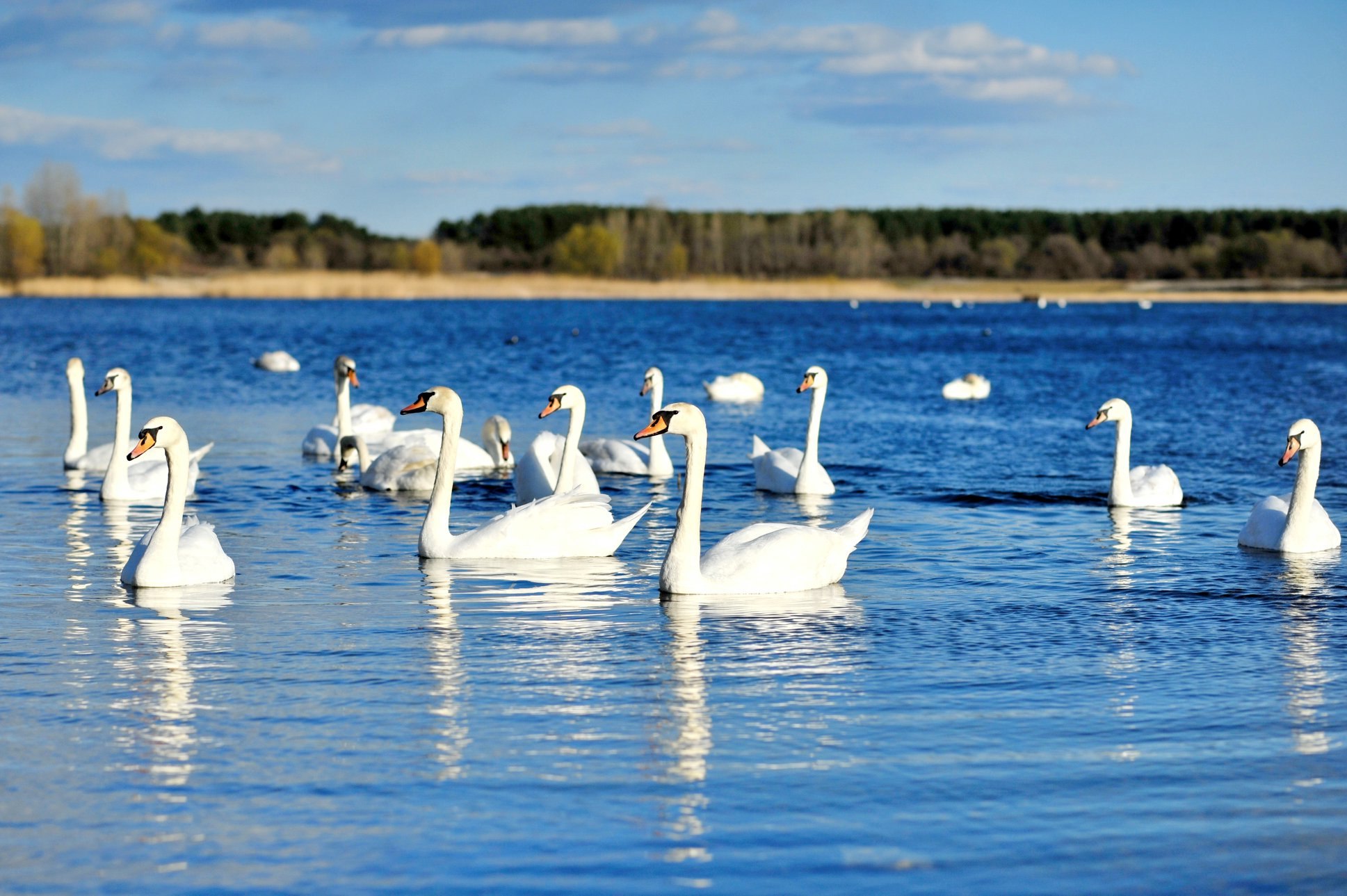 Белые лебеди на озере. Лебяжьи острова в Крыму. Лебединое озеро Евпатория. Лебединое озеро белый лебедь. Озеро Лебединое ЕАО.