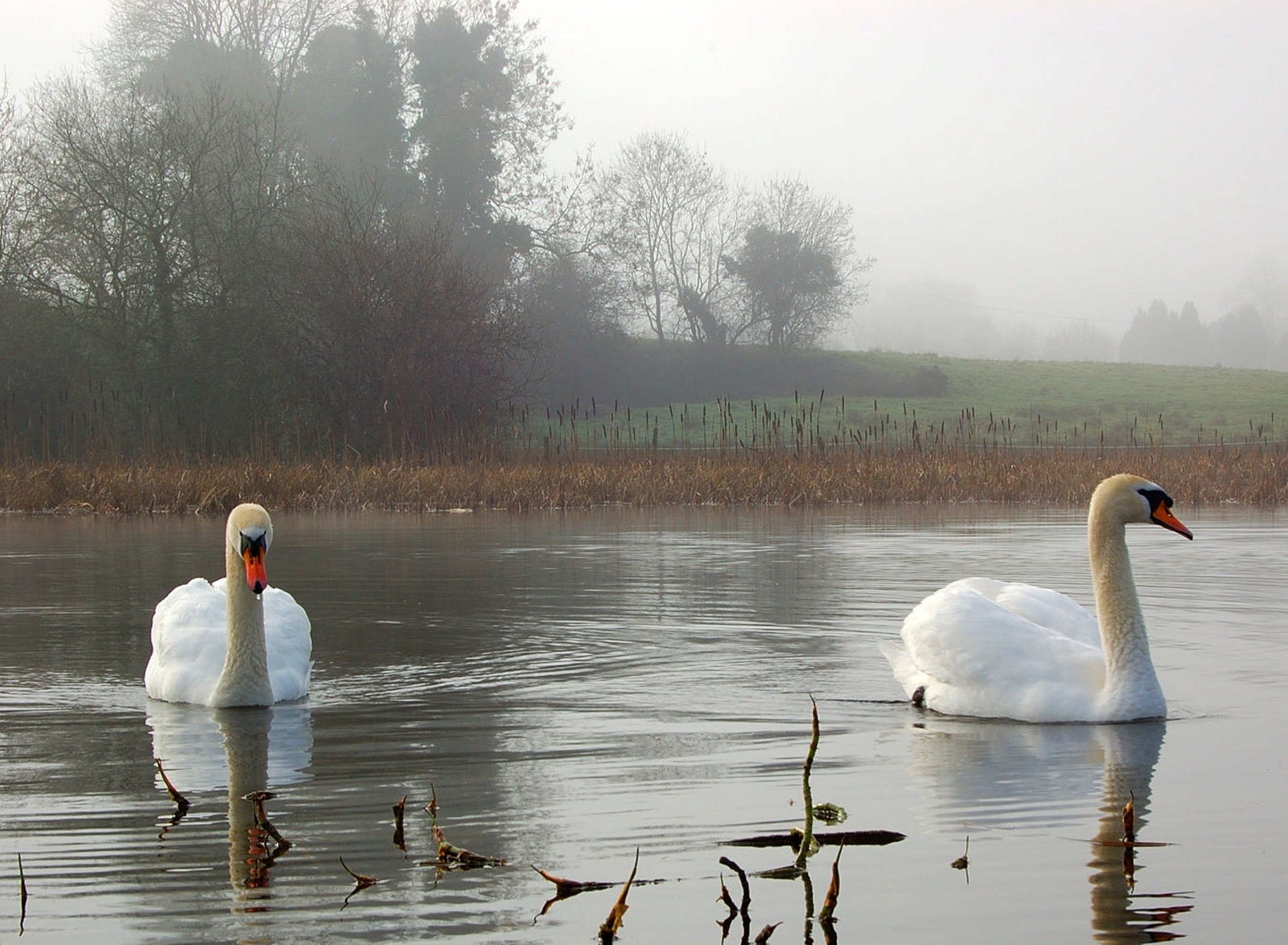 Озеро на речке гусь. «Лебеди в пруду» Василе Паскару. Лебеди на озере. Красивые пейзажи с лебедями. Озеро с лебедями и утками.
