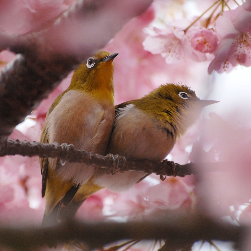 Поющие птички 2. Весенние птички. Птицы на Сакуре. Птицы весной.