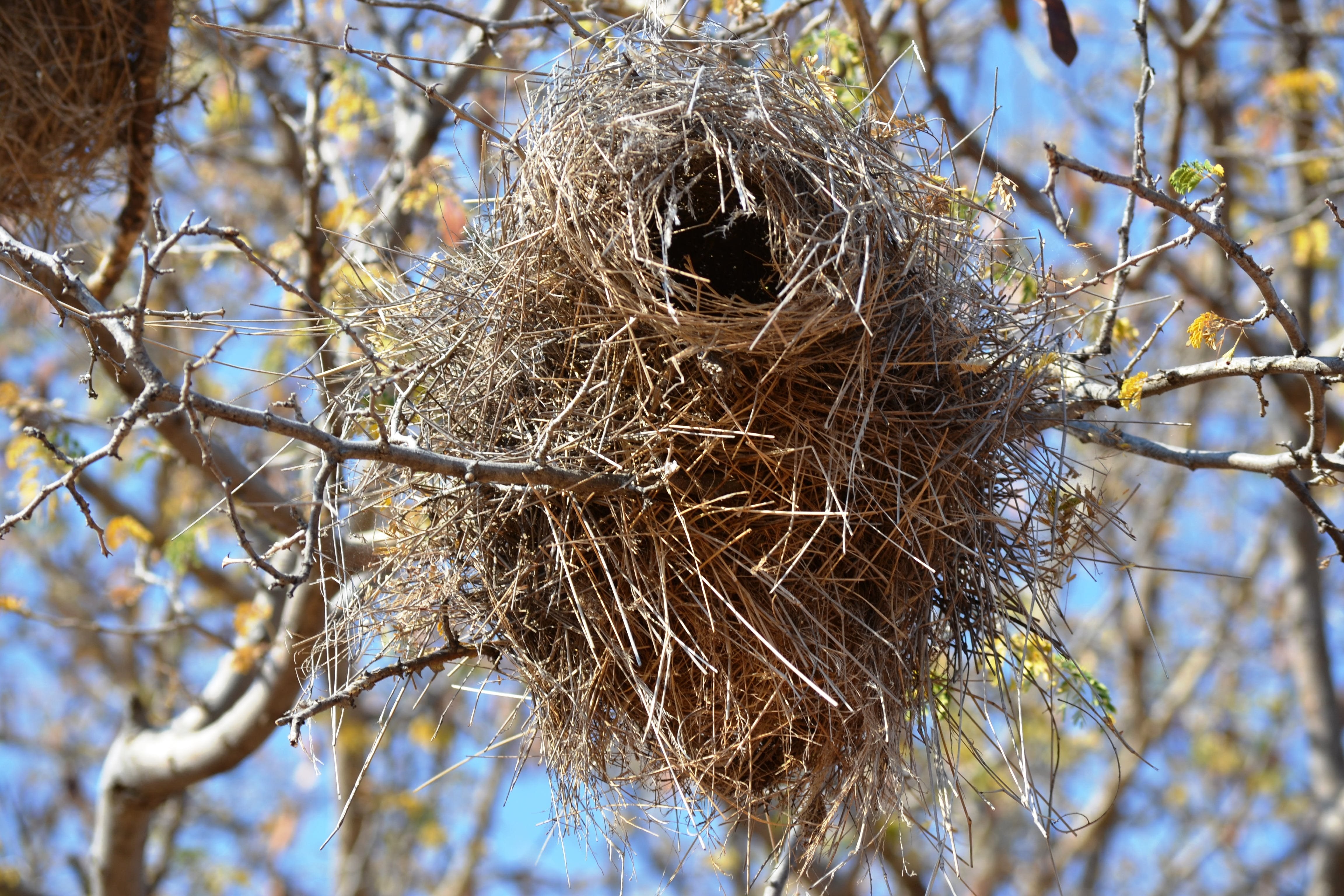 Чашеобразное гнездо